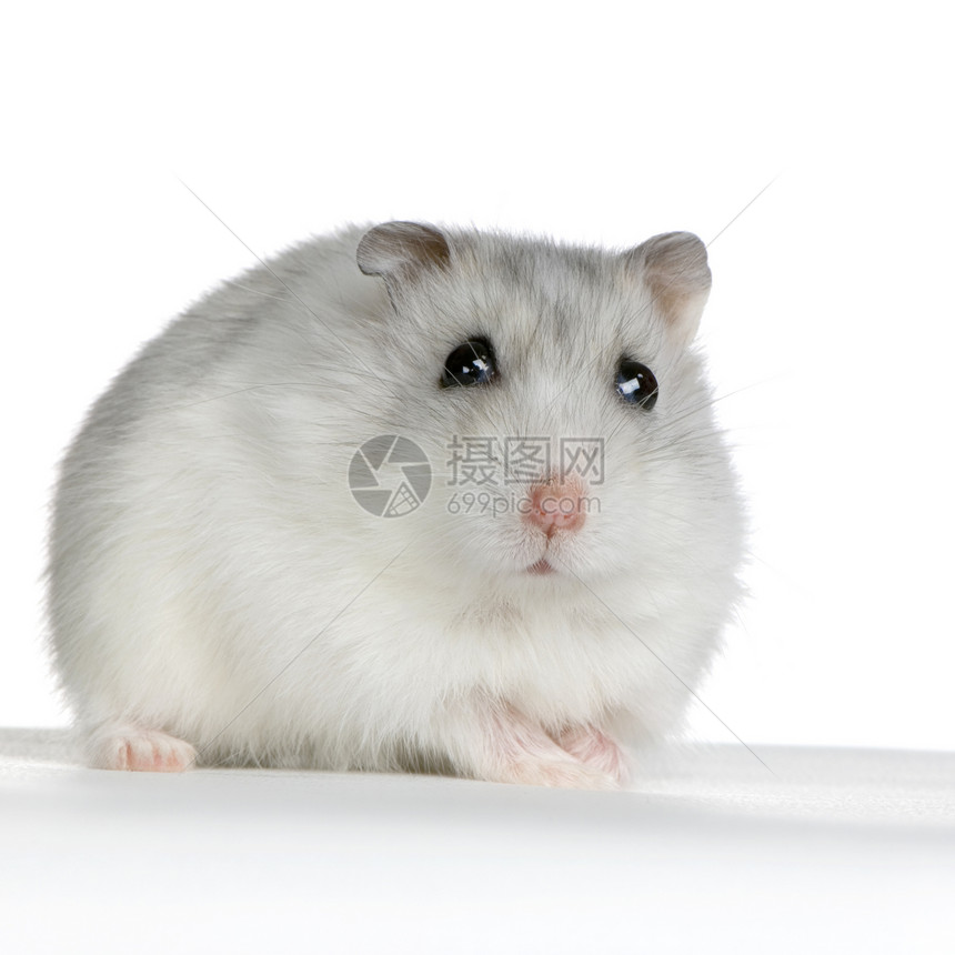 俄罗斯仓鼠在白色背景面前图片
