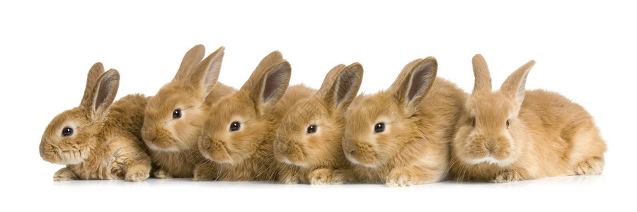 白色背景前的兔子群组Bo图片