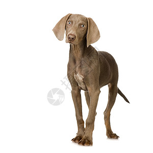 小狗Weimaraner站在图片