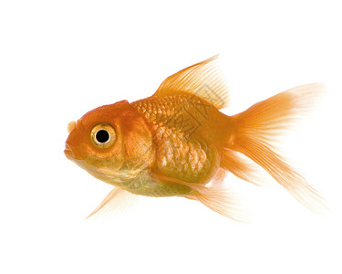 金鱼在白色背景面前高清图片