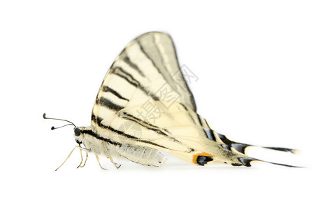 白色背景面前的燕尾蝴蝶Swallo高清图片