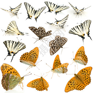 16只活蝴蝶在白色背景面前处高清图片