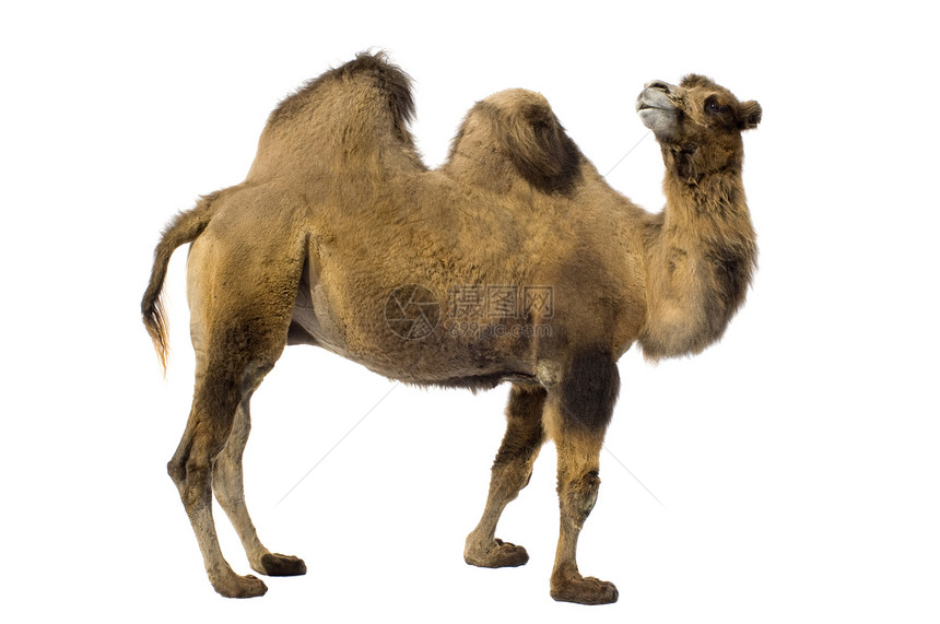 白色背景前的骆驼图片