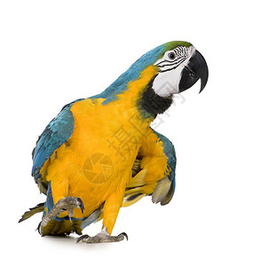 年轻的蓝黄青年MacawAraAraraun背景图片