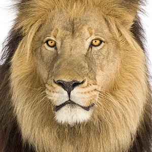 狮子头部的近视8年白背景图片