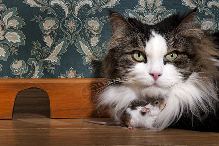 豪华老式房车里的猫捉老鼠背景图片