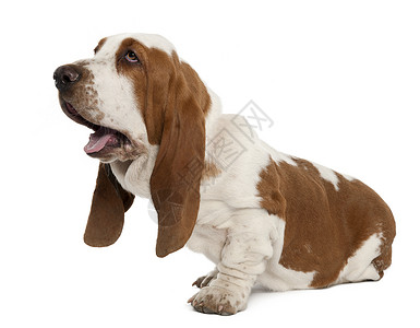 巴吉度猎犬坐在白色背景前图片