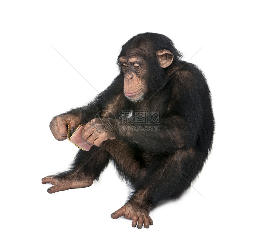 年轻的黑猩看着自己在白色背景图片