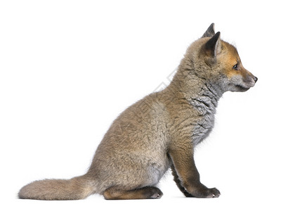 红色狐狸幼崽的侧面视图6个星期前白色背背景图片