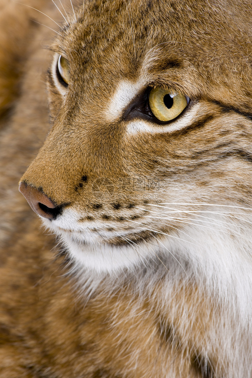 一个欧亚林克斯人头部的近视Lynx5岁图片
