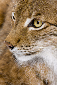 虎岁呈祥一个欧亚林克斯人头部的近视Lynx5岁背景