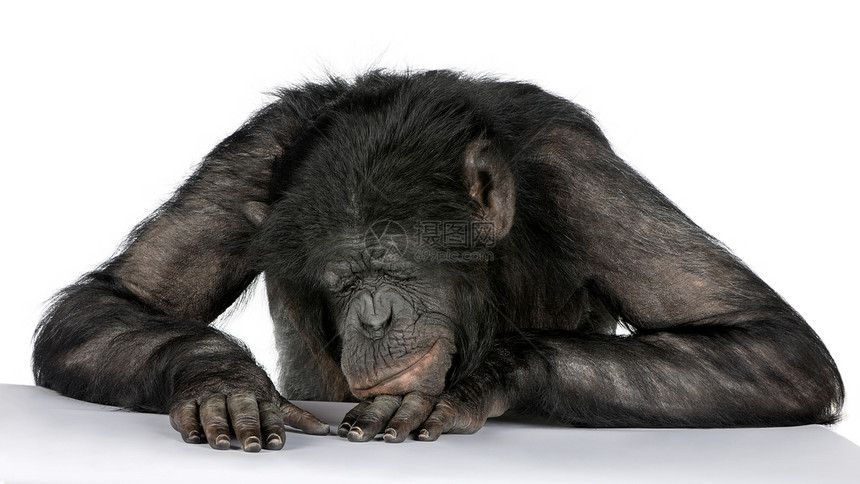 在黑猩和波诺博20岁之间混血在白色背景面前睡在桌图片