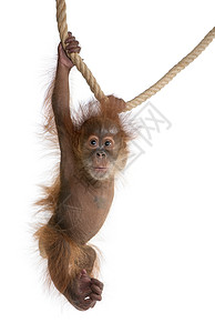 挂在绳子上的小猩猩图片