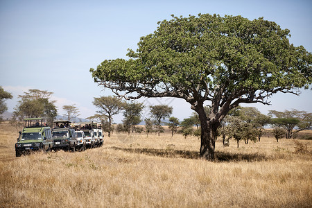 在非洲坦桑尼亚塞伦盖蒂塞伦盖蒂公背景图片