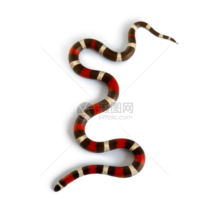 普埃布拉牛奶蛇或坎贝尔奶蛇Lamppopeltis三角阵营belli在白图片
