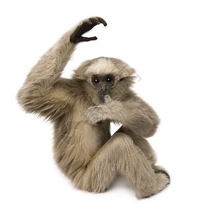 4个月大的年轻皮质人Gibbon图片