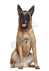 比利时Shepherd狗20岁坐在图片