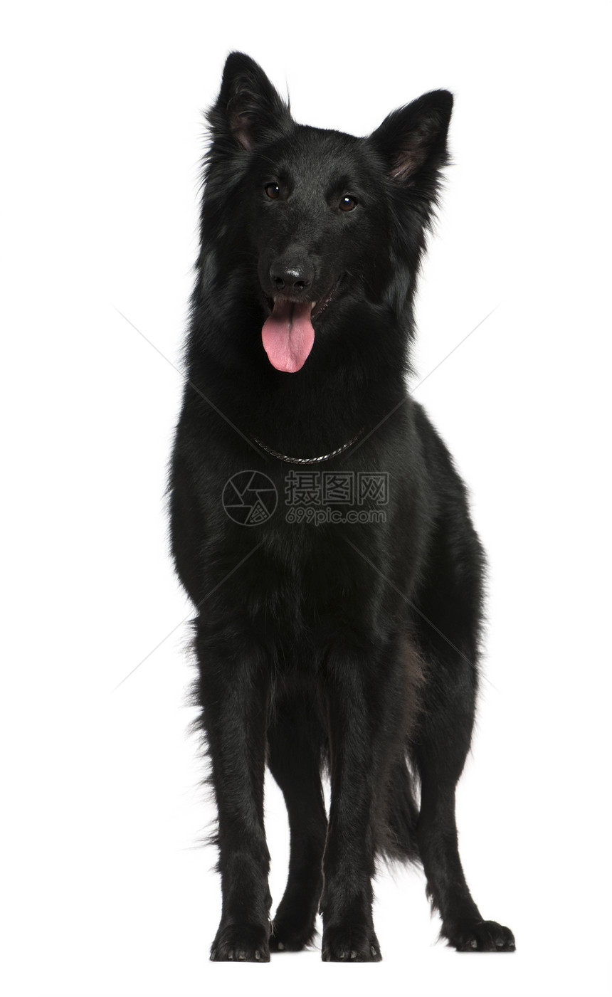 比利时Shepherd狗图片