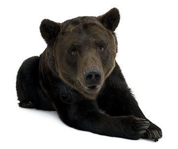 西伯利亚布朗熊12岁躺在白图片