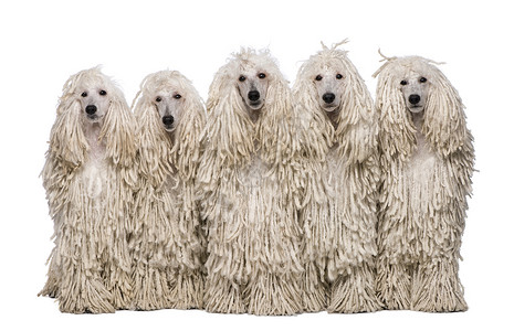 五只白纸条标准狗坐在白色图片