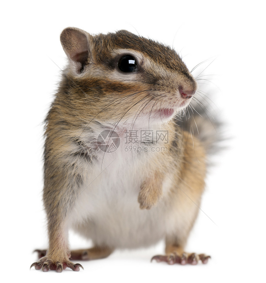 西伯利亚花栗鼠EuamiasSibiricus的近身图片