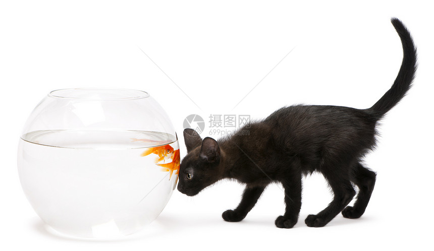 黑小猫看着金鱼CarassiusAuratus在白色背景前图片