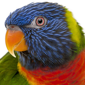 彩虹澳洲鹦鹉图片