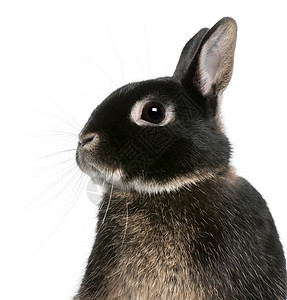 白色背景前兔子的特写图片