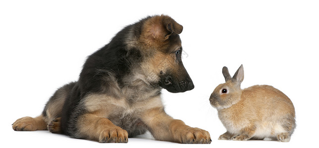 德国牧羊小狗4个月大和一只兔子在图片