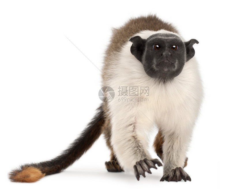 斑狨猴Saguinus双色4岁图片