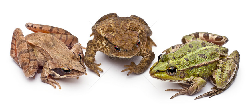 常见的欧洲青蛙或食用青蛙图片