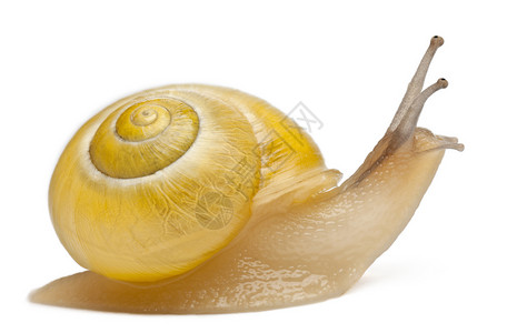 白色背景前没有黑带条的格罗夫蜗牛或棕色乳状蜗牛背景图片