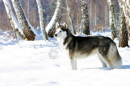 冬季背景中的楚科奇哈士奇犬图片