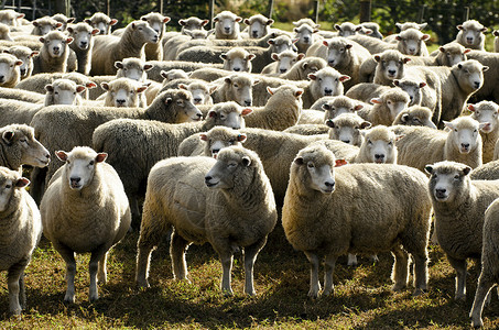羊群新西兰图片