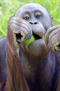 一只年轻的雌猩橙色猴子吃东西图片