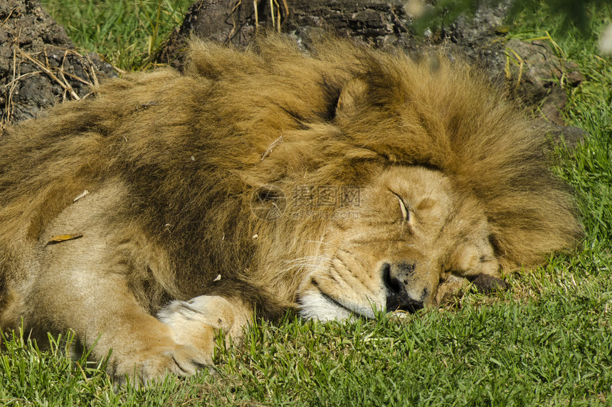 沉睡的非洲狮子在绿图片