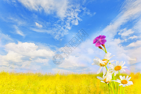 绿色草地上美丽的甘菊图片
