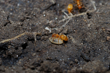 小红蚂蚁忙着在地球上一图片