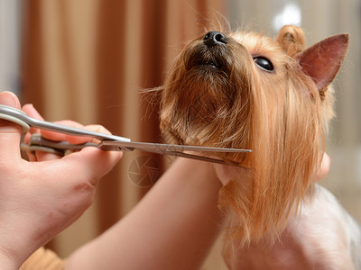 专业的狗毛护理图片