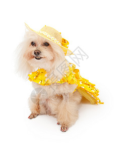 一只穿着黄春装和帽子的高级白面条狗背景图片
