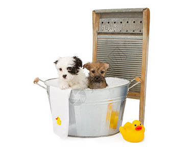 两只八周的可爱小狗在一个旧浴缸里用泡橡皮鸭子毛巾图片