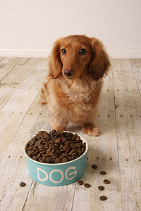腊肠狗坐在她的食物盘前背景图片