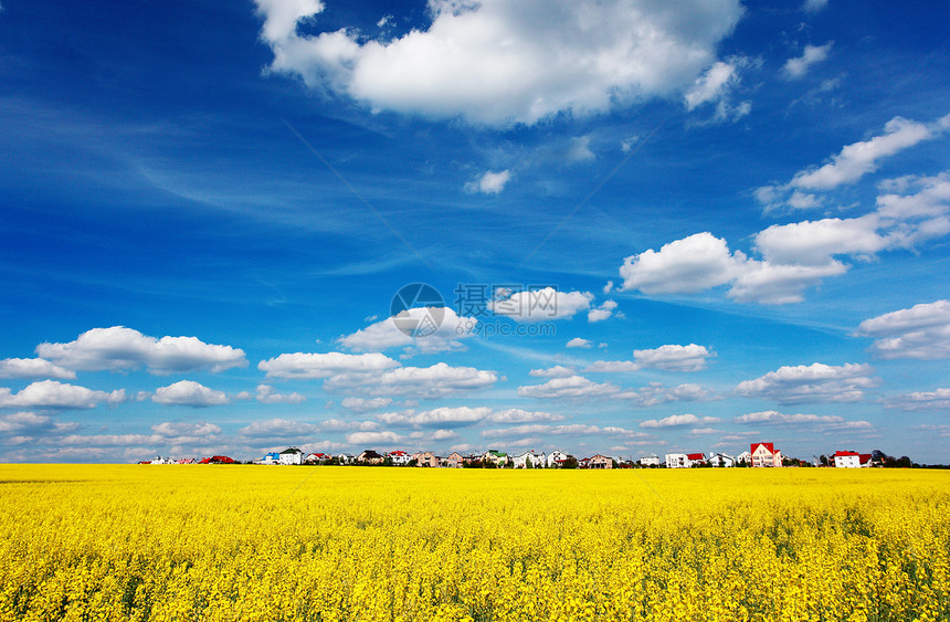 黄色田野在满是蓝天和白云的盛芽图片