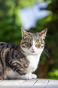 可爱猫咪在花园的木图片