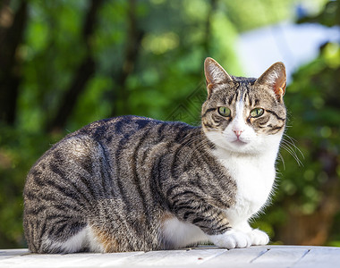 可爱猫咪在花园的木图片