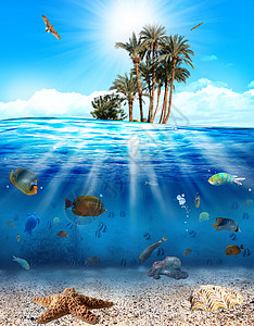 鱼和贝壳的水下场景图片