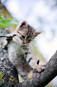 小猫坐在树枝上在树上图片