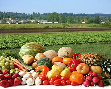 种类繁多的新鲜水果和蔬菜农田前100图片
