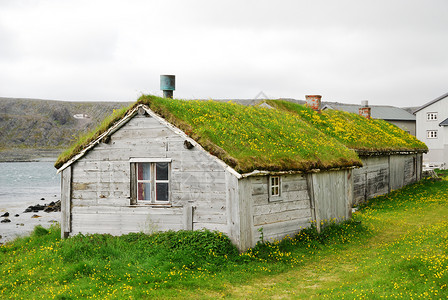 挪威渔村在夏天拍摄有两间带绿色屋顶的小房子或小屋黄色的蒲公英在到处图片