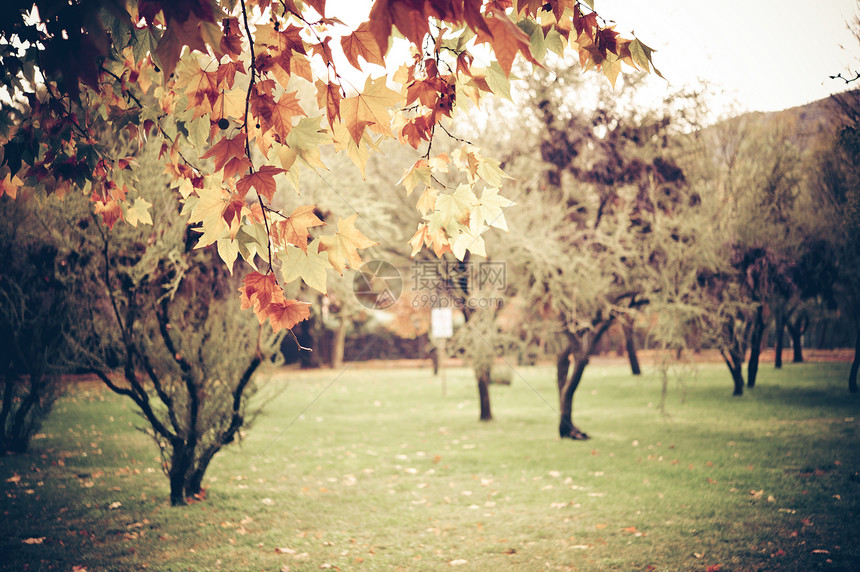美丽的花园秋季色图片